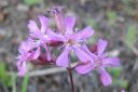 Makitervakko2C_Lychnis_viscaria_IMG_2771.jpg