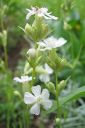 Makitervakko2C_Lychnis_viscaria_f_alba_IMG_1790.jpg