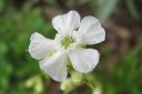 Makitervakko2C_Lychnis_viscaria_f_alba_IMG_1791.jpg