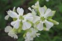 Makitervakko2C_Lychnis_viscaria_f_alba_IMG_2375.jpg