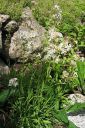 Makitervakko2C_Lychnis_viscaria_f_alba_IMG_4281.jpg