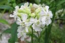 Makitervakko2C_Lychnis_viscaria_f_alba_IMG_7137.jpg