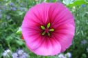 Maloppi_malope_trifida_IMG_7956.jpg