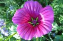 Tiedostonimi=Maloppi_malope_trifida_IMG_8607.jpg
Tiedostokoko=55kt
Koko=600x400
Lisätty=11.03.2011 Maloppi_malope_trifida_IMG_8607.jpg