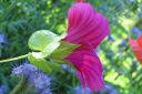 Maloppi_malope_trifida_IMG_8608.jpg