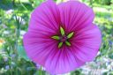 Maloppi_malope_trifida_IMG_8613.jpg