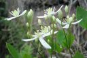 Tiedostonimi=Manzuriankarho2C_Clematis_mandschurica_IMG_7339.jpg
Tiedostokoko=43kt
Koko=600x399
Lisätty=11.03.2011 Manzuriankarho2C_Clematis_mandschurica_IMG_7339.jpg