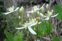 Manzuriankarho2C_Clematis_mandschurica_IMG_7339.jpg