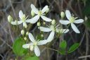 Manzuriankarho2C_Clematis_mandschurica_IMG_7341.jpg