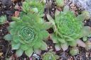 Mehitahti2C_Sempervivum_sp_IMG_3248.jpg