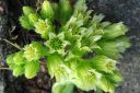 Mehitahti2C_Sempervivum_sp_IMG_6190.jpg