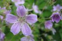 Metsakurjenpolvi2C_Geranium_sylvaticum_IMG_0686.jpg