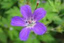 Metsakurjenpolvi2C_Geranium_sylvaticum_IMG_0687.jpg