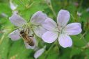 Metsakurjenpolvi2C_Geranium_sylvaticum_IMG_0691.jpg