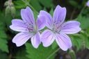 Metsakurjenpolvi2C_Geranium_sylvaticum_IMG_2153.jpg