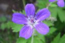 Metsakurjenpolvi2C_Geranium_sylvaticum_IMG_2154.jpg