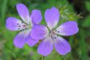 Metsakurjenpolvi2C_Geranium_sylvaticum_IMG_2842.jpg