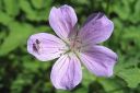 Metsakurjenpolvi2C_Geranium_sylvaticum_IMG_9057.jpg