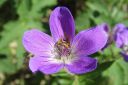 Metsakurjenpolvi2C_Geranium_sylvaticum_IMG_9071.jpg