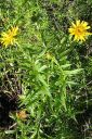 Miekkahirvenjuuri2C_Inula_ensifolia_IMG_0073.jpg