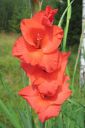 Miekkalilja2C_Gladiolus_IMG_0503.jpg