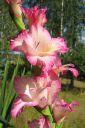 Miekkalilja2C_Gladiolus_IMG_0829.jpg