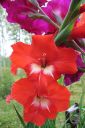 Miekkalilja2C_Gladiolus_IMG_0945.jpg