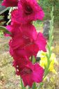 Miekkalilja2C_Gladiolus_IMG_4594.jpg