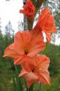 Miekkalilja2C_Gladiolus_IMG_4842.jpg