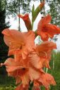 Miekkalilja2C_Gladiolus_IMG_6061.jpg