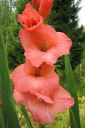 Miekkalilja2C_Gladiolus_IMG_6063.jpg