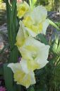 Miekkalilja2C_Gladiolus_IMG_6560.jpg