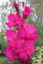 Miekkalilja2C_Gladiolus_IMG_6853.jpg