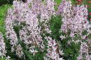 Tiedostonimi=Mooseksenpalavapensas2C_Dictamnus_albus__Purpureus__IMG_6468.jpg
Tiedostokoko=113kt
Koko=600x400
Lisätty=11.03.2011 Mooseksenpalavapensas2C_Dictamnus_albus__Purpureus__IMG_6468.jpg