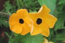 Mustasilmasusanna_Thunbergia_alata_IMG_2338.jpg