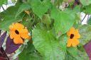 Mustasilmasusanna_Thunbergia_alata_IMG_7761.jpg