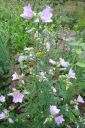 Myskimalva2C_Malva_moschata_IMG_3003.jpg