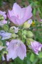 Tiedostonimi=Myskimalva2C_Malva_moschata_IMG_3004.jpg
Tiedostokoko=48kt
Koko=400x600
Lisätty=11.03.2011 Myskimalva2C_Malva_moschata_IMG_3004.jpg
