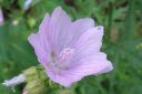 Myskimalva2C_Malva_moschata_IMG_3005.jpg