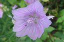 Myskimalva2C_Malva_moschata_IMG_3006.jpg