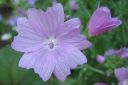 Myskimalva2C_Malva_moschata_IMG_6331.jpg