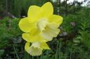 Narsissi2C_Narcissus_sp_IMG_0115.jpg