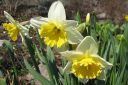 Narsissi2C_Narcissus_sp_IMG_0122.jpg