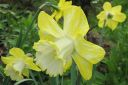 Narsissi2C_Narcissus_sp_IMG_0125.jpg