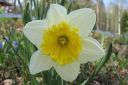 Narsissi2C_Narcissus_sp_IMG_0314.jpg