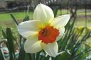 Narsissi2C_Narcissus_sp_IMG_0462.jpg