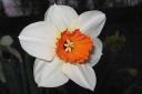 Narsissi2C_Narcissus_sp_IMG_0597.jpg