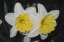 Narsissi2C_Narcissus_sp_IMG_0600.jpg