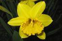 Narsissi2C_Narcissus_sp_IMG_0601.jpg