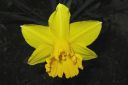 Narsissi2C_Narcissus_sp_IMG_0608.jpg